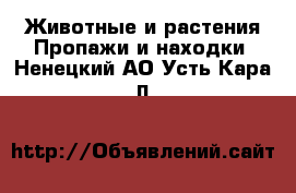 Животные и растения Пропажи и находки. Ненецкий АО,Усть-Кара п.